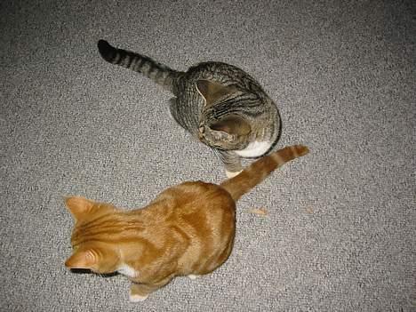 Blanding af racer Manta ** DØD** - manta og garfild billede 5