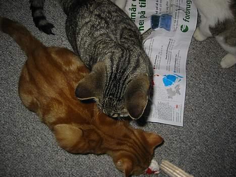 Blanding af racer Manta ** DØD** - manta og garfild billede 6