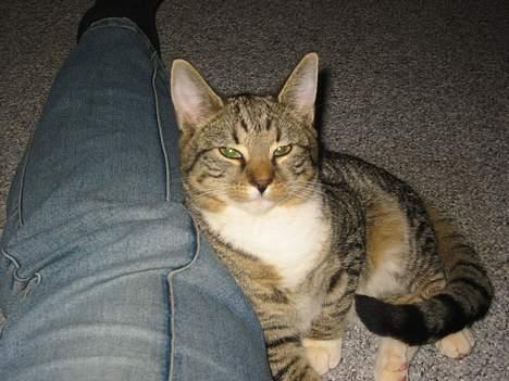 Blanding af racer Manta ** DØD** - manta ligger lige op af mor billede 7