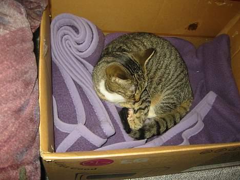 Blanding af racer Manta ** DØD** - manta i sin kasse hvor hun elskede at ligge billede 8