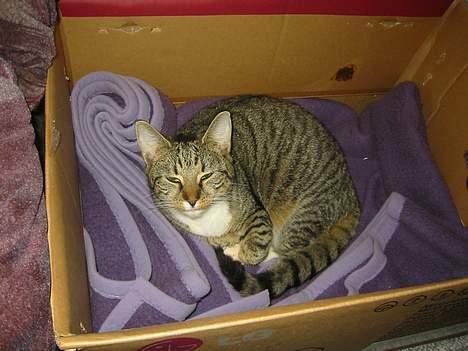 Blanding af racer Manta ** DØD** - manta i sin kasse billede 9