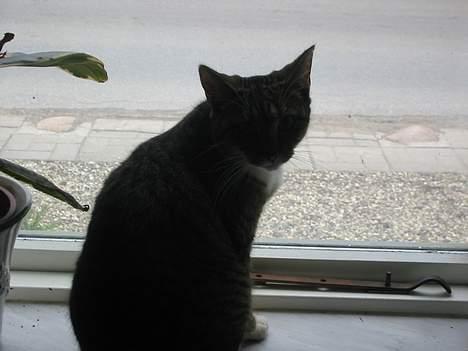 Blanding af racer Manta ** DØD** - manta sidder i vinduet billede 10