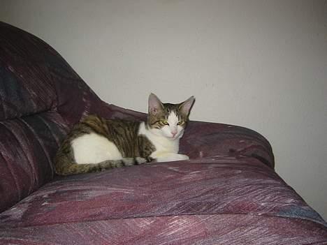 Blanding af racer vectra **DØD** billede 1