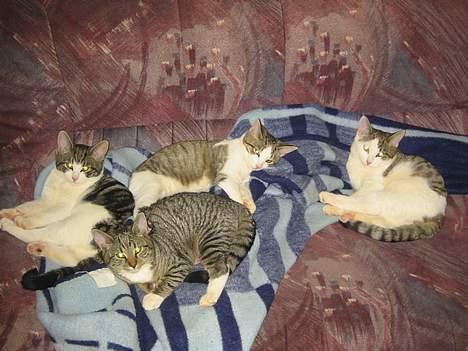 Blanding af racer vectra **DØD** billede 2