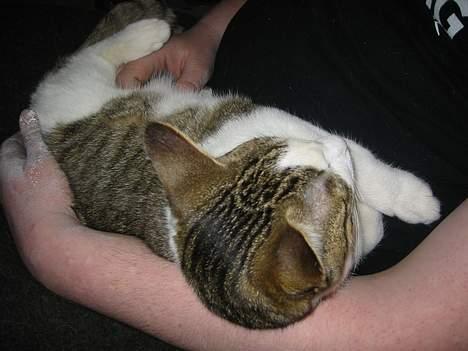 Blanding af racer vectra **DØD** billede 3