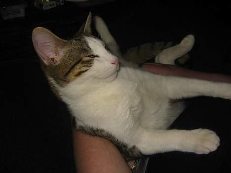 Blanding af racer vectra **DØD** billede 4