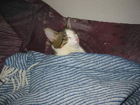 Blanding af racer vectra **DØD** billede 5