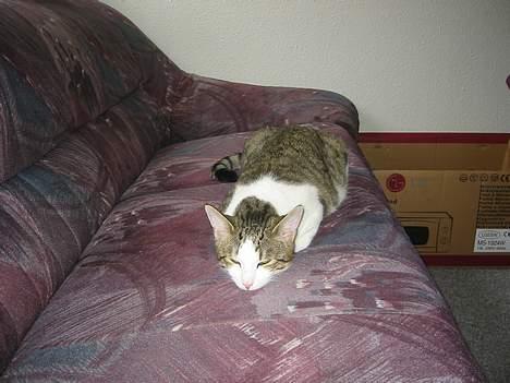 Blanding af racer vectra **DØD** billede 6