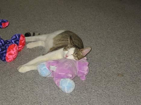 Blanding af racer vectra **DØD** billede 8