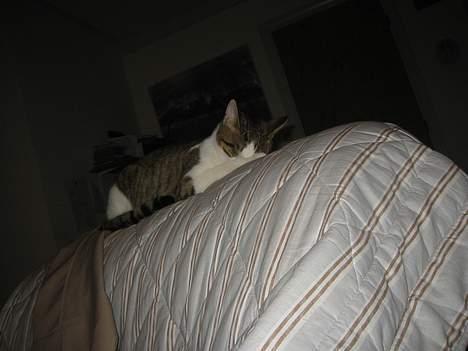 Blanding af racer vectra **DØD** billede 9