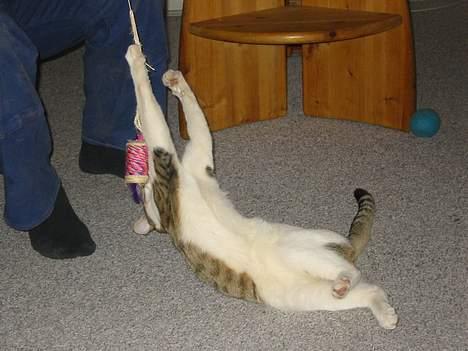 Blanding af racer vectra **DØD** billede 10