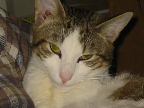 Blanding af racer vectra **DØD** billede 12