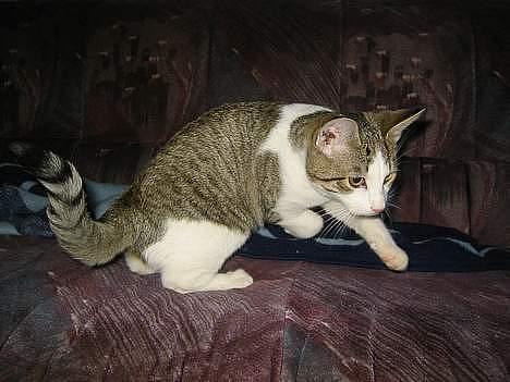 Blanding af racer vectra **DØD** billede 13