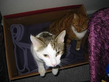 Blanding af racer Coupe****DØD **** - mor hvad laver du? billede 1