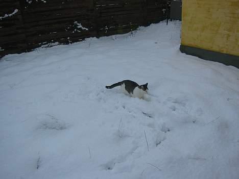 Blanding af racer Coupe****DØD **** - coupe i sneen dec 2005 billede 3