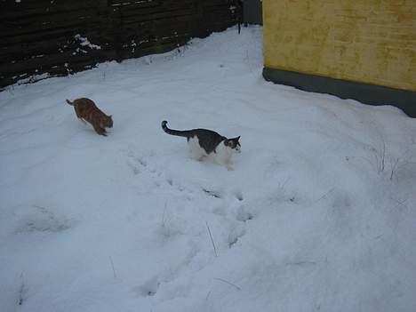 Blanding af racer Coupe****DØD **** - coupe og garfild i sneen dec 2005 billede 4