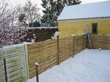 Blanding af racer Coupe****DØD **** - coupe leger linedanser billede 5