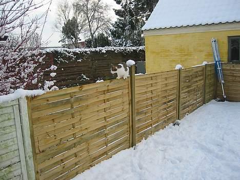 Blanding af racer Coupe****DØD **** - sidder lige på vores hegn billede 6