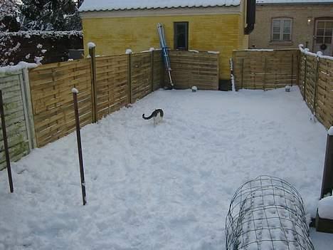 Blanding af racer Coupe****DØD **** - leger med sneen i haven dec 2005 billede 7