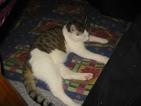 Blanding af racer Coupe****DØD **** - ligger lige og slapper af på mors dyne billede 8