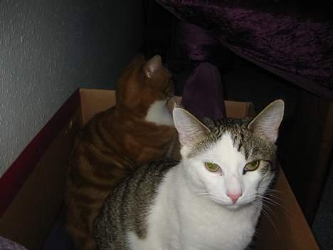 Blanding af racer Coupe****DØD **** - altså mor hold så op med alle de billeder billede 9