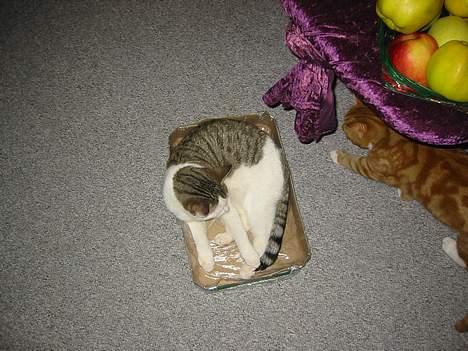 Blanding af racer Coupe****DØD **** - ha jeg fandt lige en tom kasse på gulvet billede 10