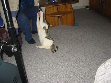 Blanding af racer Coupe****DØD **** - far slip så mit legetøj billede 11