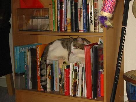 Blanding af racer Coupe****DØD **** - elsker at ligge på mors opskrift bøger billede 12