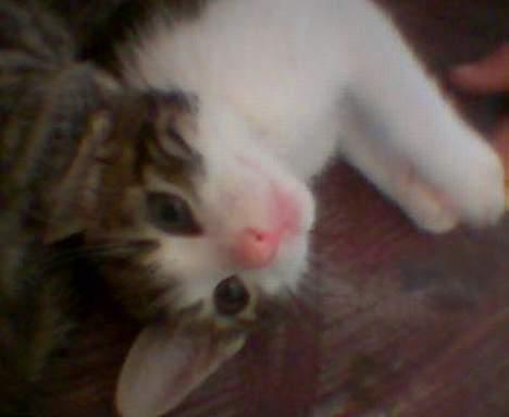 Blanding af racer Opel ****** DØD****** - er jeg ikke bare dejlig billede 1