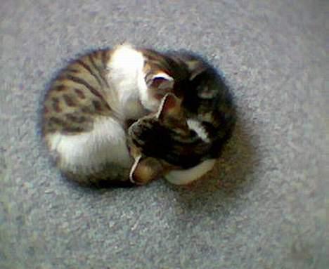 Blanding af racer Opel ****** DØD****** billede 2