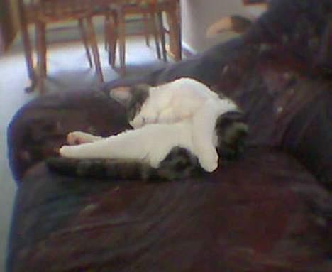 Blanding af racer Opel ****** DØD****** billede 3