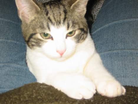 Blanding af racer Opel ****** DØD****** billede 4