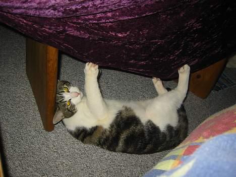 Blanding af racer Opel ****** DØD****** billede 5