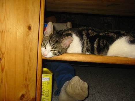 Blanding af racer Opel ****** DØD****** billede 6