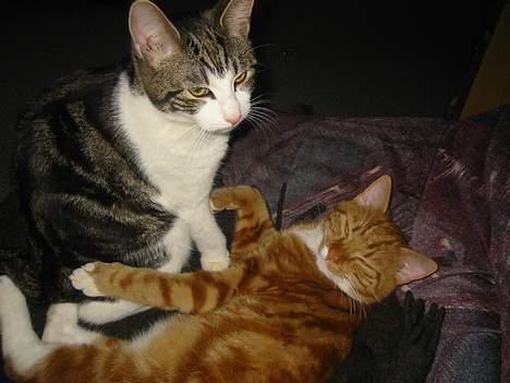 Blanding af racer Opel ****** DØD****** billede 7