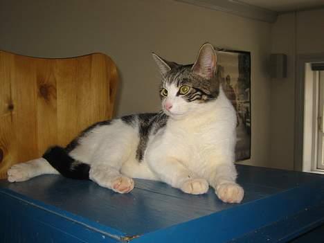 Blanding af racer Opel ****** DØD****** billede 8