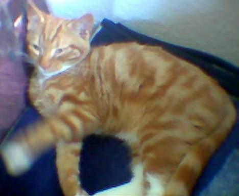 Blanding af racer Garfild *** DØD*** billede 1