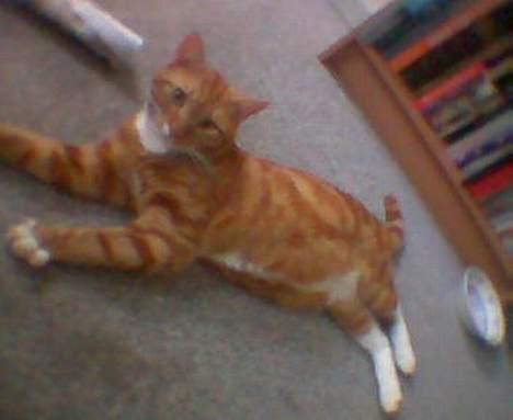 Blanding af racer Garfild *** DØD*** billede 2