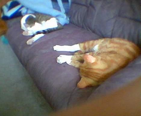 Blanding af racer Garfild *** DØD*** billede 3