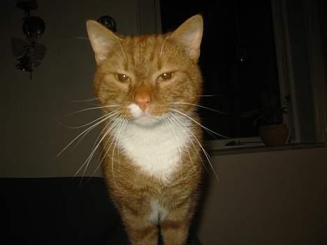 Blanding af racer Garfild *** DØD*** billede 4