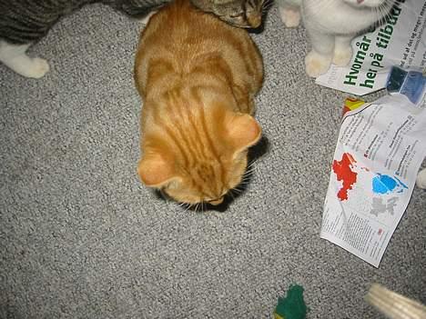 Blanding af racer Garfild *** DØD*** billede 6