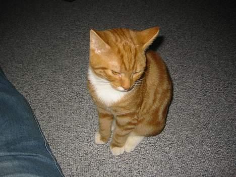 Blanding af racer Garfild *** DØD*** billede 7