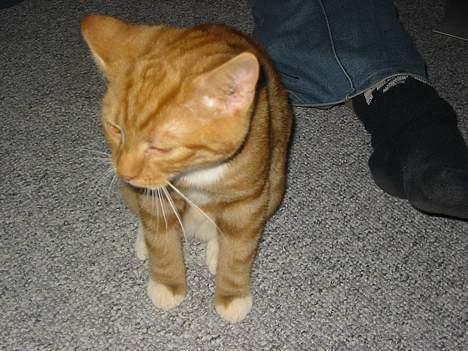 Blanding af racer Garfild *** DØD*** billede 8