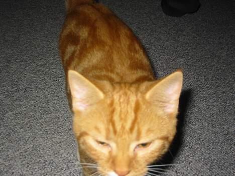 Blanding af racer Garfild *** DØD*** billede 9