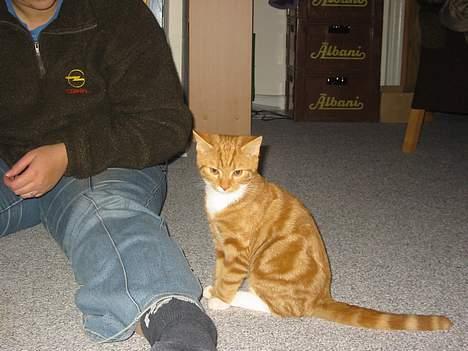 Blanding af racer Garfild *** DØD*** billede 10