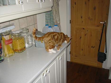 Blanding af racer Garfild *** DØD*** billede 11