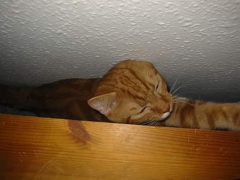 Blanding af racer Garfild *** DØD*** billede 12