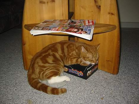 Blanding af racer Garfild *** DØD*** billede 13