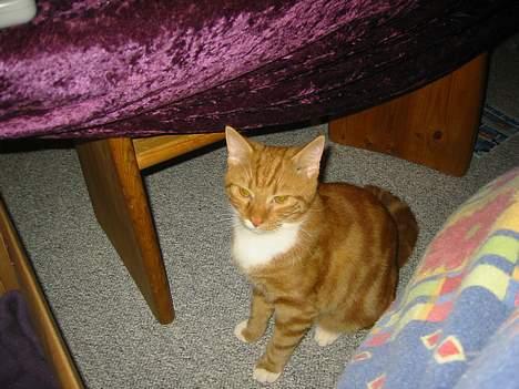 Blanding af racer Garfild *** DØD*** billede 14