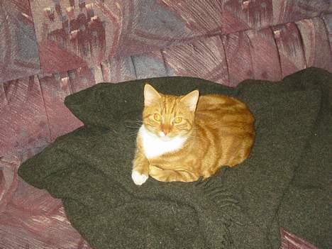 Blanding af racer Garfild *** DØD*** billede 15